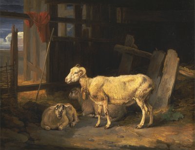 Brebis de lande et agneaux - James Ward