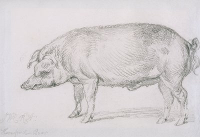 Sanglier de Hereford, c.1803-04 - James Ward