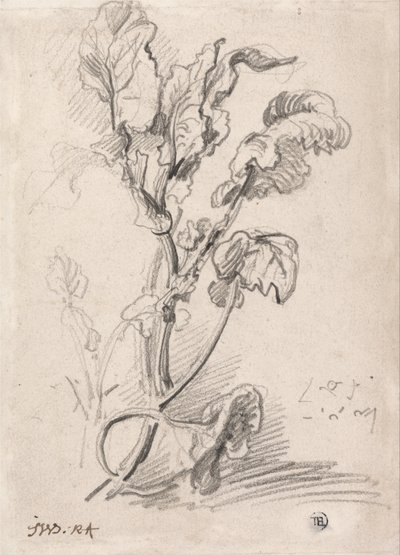 Étude des plantes - James Ward