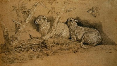 Moutons se reposant dans un bosquet boisé et étude de la tête d