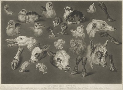 Études de la nature, 1807 - James Ward