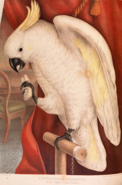 Grand cacatoès à huppe jaune - James Whitley Sayer