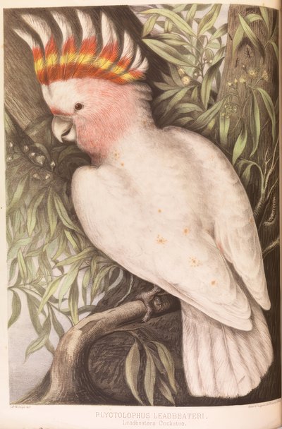 Cacatoès Inca, Plyctolophus leadbeateri - James Whitley Sayer