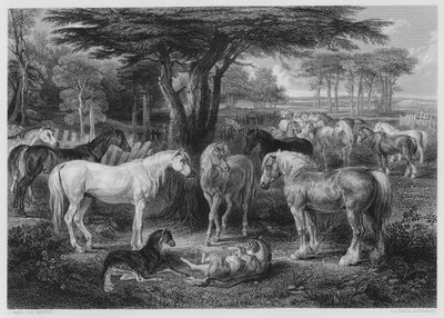 Le Conseil des Chevaux, d