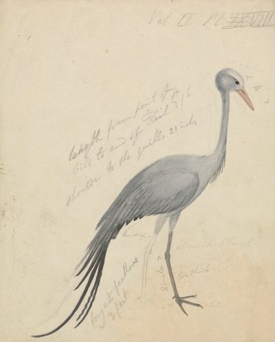Une grue - James de Carle Sowerby