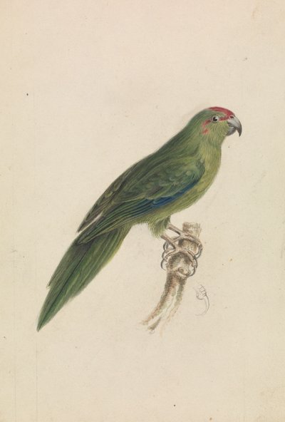 Un Perroquet - James de Carle Sowerby