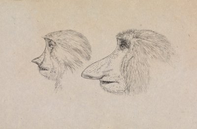 Têtes de deux singes nasique - James de Carle Sowerby