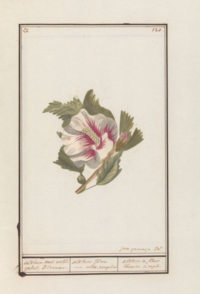 Hibiscus (Hibiscus syriacus) - Jan Anton Garemyn