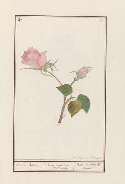 Rose (Rosa) - Jan Anton Garemyn