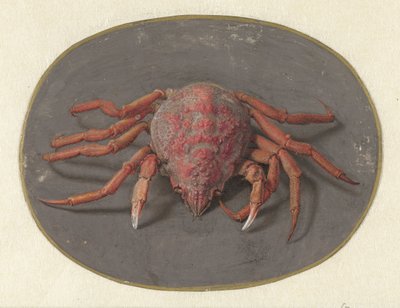 Crabe (Animaux) - Jan Augustin van der Goes