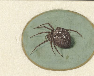 Araignée - Jan Augustin van der Goes