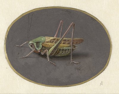 Sauterelle - Jan Augustin van der Goes
