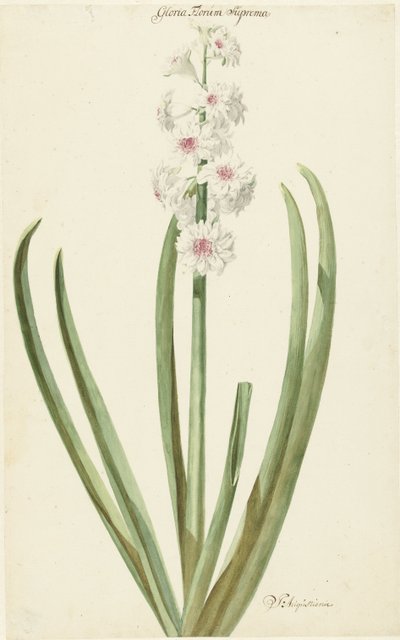 La jacinthe rose et blanche Gloria Florum Suprema - Jan Augustini