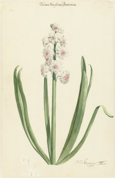 La jacinthe rose et blanche Couronne de Grande-Bretagne - Jan Augustini