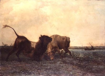 Taureaux se battant - Jan Bedys Tom