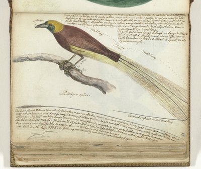 Oiseau de paradis - Jan Brandes