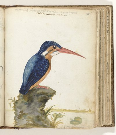 Martin-pêcheur à oreillons bleus - Jan Brandes