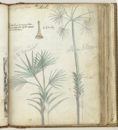 Arbre à Ceylan. Chalumeau cinghalais - Jan Brandes