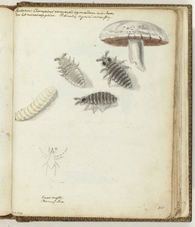 Vers de champignons - Jan Brandes