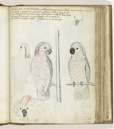 Cacatoès d