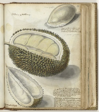 Durian - Jan Brandes