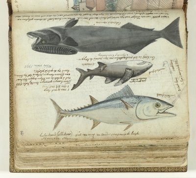 Un thon, un requin et un rémora - Jan Brandes