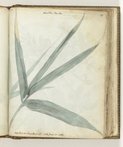 Feuille de bambou - Jan Brandes