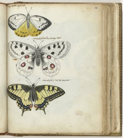 Papillon indien et papillons suédois - Jan Brandes