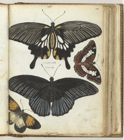 Papillons des Indes - Jan Brandes