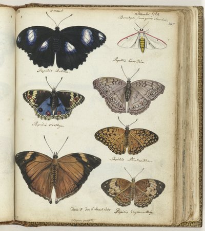 Papillons indiens - Jan Brandes