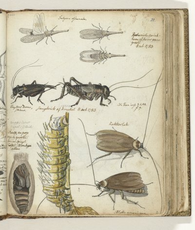 Insectes - Jan Brandes