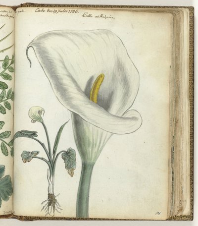 Arum du Cap - Jan Brandes