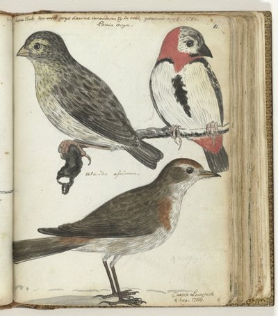 Oiseaux du Cap - Jan Brandes