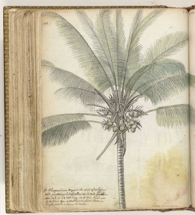 Cocotier - Jan Brandes