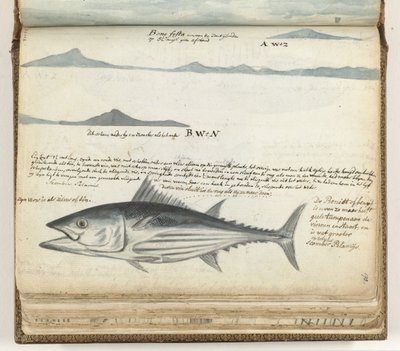 Profils côtiers des îles Canaries. Poisson. - Jan Brandes