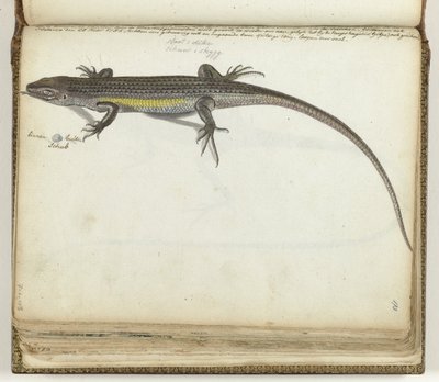 Lézard terrestre et aquatique - Jan Brandes