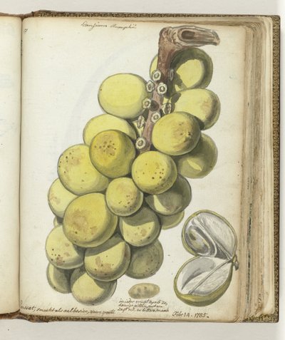 Lanssat, un fruit des Indes orientales - Jan Brandes