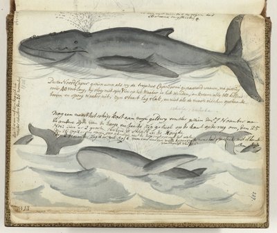 Baleines franches - Jan Brandes
