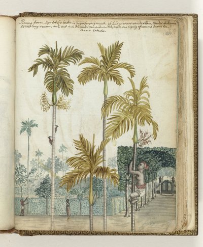 Palmiers pinang près du domaine - Jan Brandes