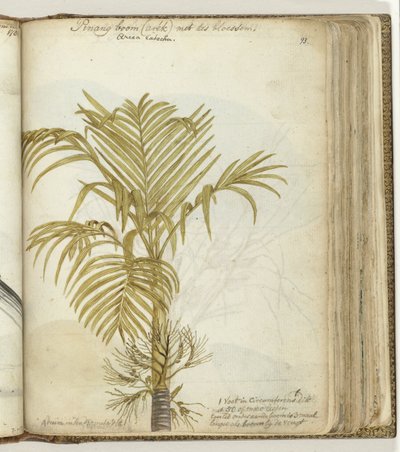 Palmier pinang - Jan Brandes