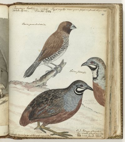 Oiseau de riz et cailles des Indes orientales - Jan Brandes