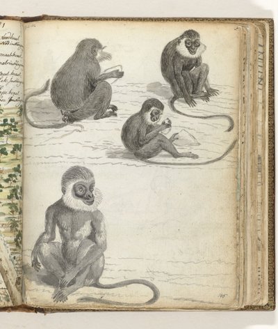 Singe Rolleway - Jan Brandes