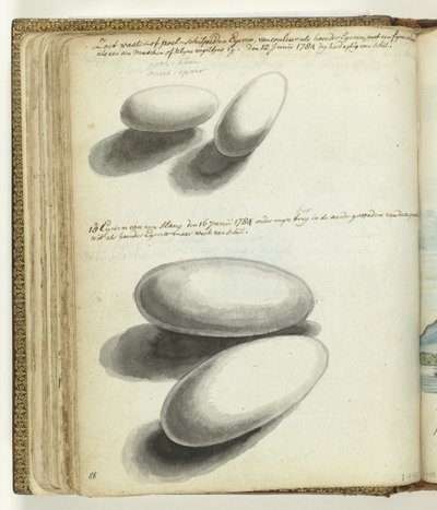 Œufs de tortue et de serpent - Jan Brandes