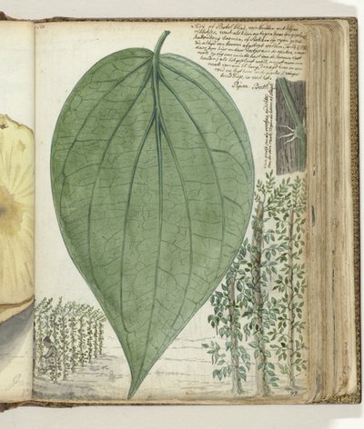 Culture de sirih - Jan Brandes