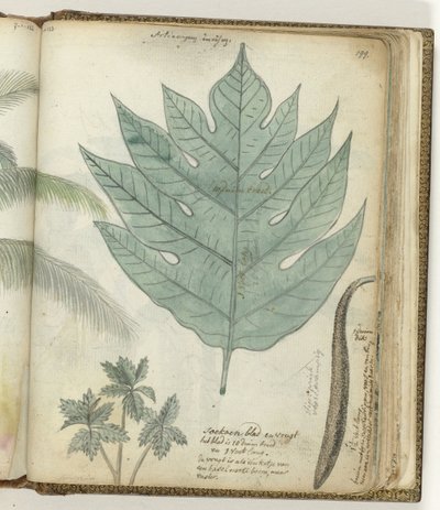 Feuille et fruit de soekoen - Jan Brandes