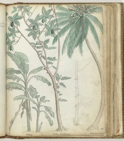 Arbres tropicaux - Jan Brandes