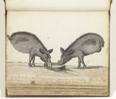 Cochons sans pattes arrière près de la mangeoire - Jan Brandes