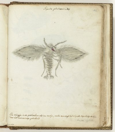 Petite mouche - Jan Brandes