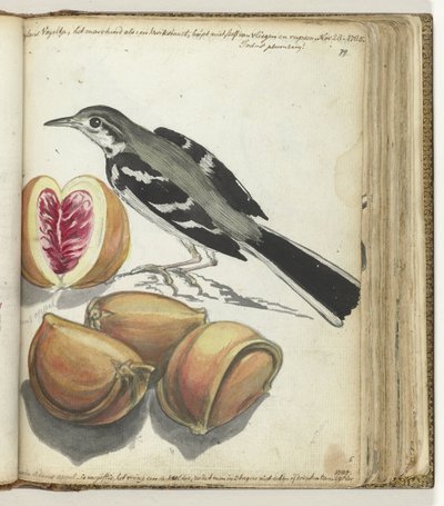 Bergeronnette avec fruits - Jan Brandes