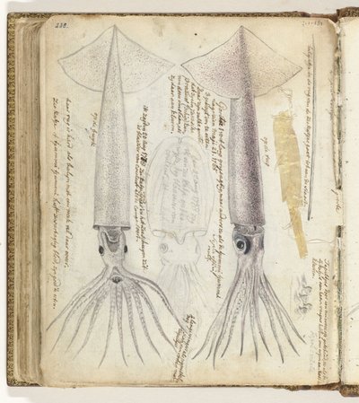 Seiche et gorite - Jan Brandes